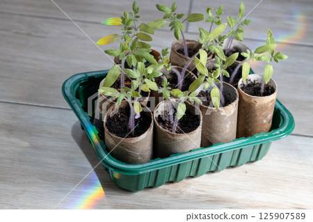 Tomato Seedlings in DIY Paper Pots and Rainbow Light Tomato Seedlings in DIY Paper Pots and Rainbow Light 125907589