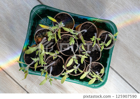 Tomato Seedlings in Recycled Paper Pots with Rainbow Light Tomato Seedlings in Recycled Paper Pots with Rainbow Light 125907590