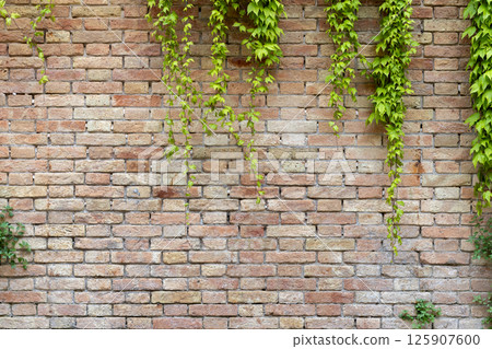 Old Brick Wall with Hanging Ivy Old Brick Wall with Hanging Ivy 125907600