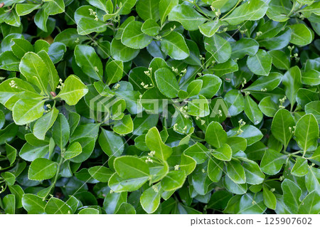 Glossy Green Leaves with Budding Tips 125907602
