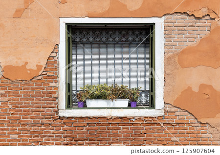 Window with Plants in Weathered Wall 125907604