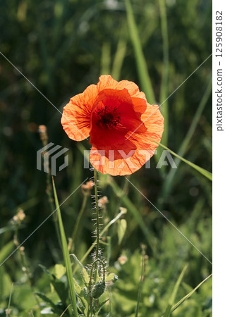 Red poppy on the field close-up. 125908182