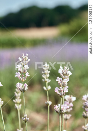 White lavandin against a beautiful landscape. Field of lavender. White lavandin against a beautiful landscape. Field of lavender. 125908183