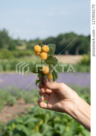 A branch of yellow raspberries in the hand against the background of the field. 125908270