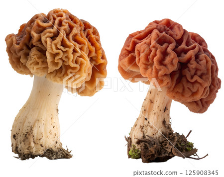 Gyromitra mushroom on white background, wild false morel fungi with wrinkled cap 125908345