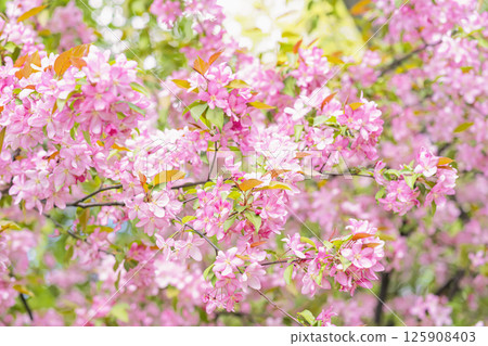 Close-up of pink cherry blossoms intertwined with fresh green leaves, scenic harmony of color and nature. Concept of spring's arrival, nature's balance beauty, season and natural design 125908403