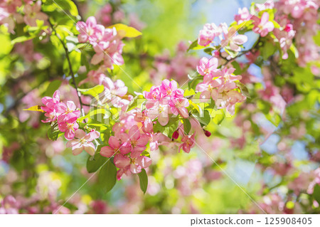 Soft pink sakura cherry blossom background with sunlight bokeh. Close-up of blooming branches with pink flowers and soft green background. Concept of spring season, blossoms, natural floral texture 125908405