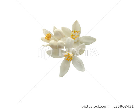 Bunch of white orange tree flowers and buds isolated on white background. Citrus sinensis flowering plant. 125908431