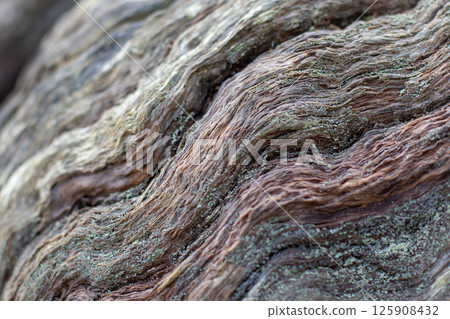 Chestnut tree bark selective focus abstract natural background. 125908432