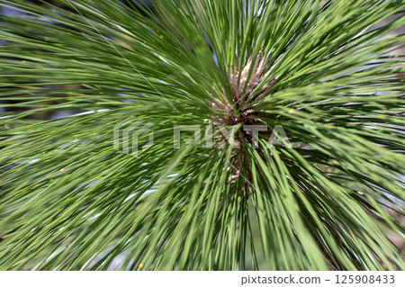 Coniferous tree branch soft-focus abstract natural background. 125908433