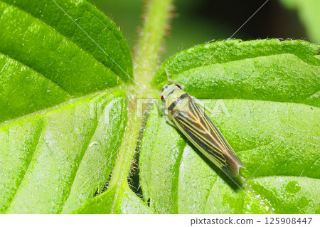 A kind of leafhopper A kind of leafhopper 125908447