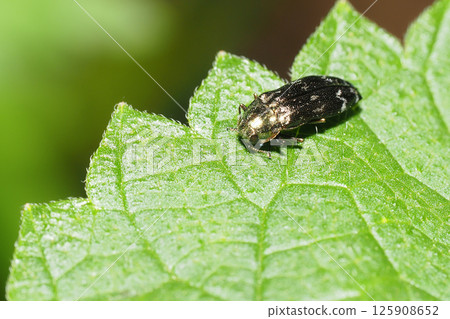 White-banded buprestid beetle 125908652