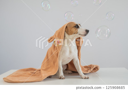Jack Russell Terrier dog wrapped in towel on white background. Jack Russell Terrier dog wrapped in towel on white background. 125908685
