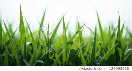 Close Up Dew Drops on Green Grass Blades Close Up Dew Drops on Green Grass Blades 125908686