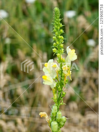 View of bright yellow flowers Antirrhinum majus, the common snapdragon family Plantaginaceae View of bright yellow flowers Antirrhinum majus, the common snapdragon family Plantaginaceae 125908758