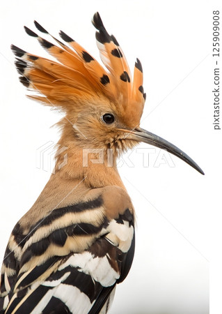Detailed close-up of a hoopoe bird showcasing its vibrant plumage and distinctive fan-shaped crest 125909008