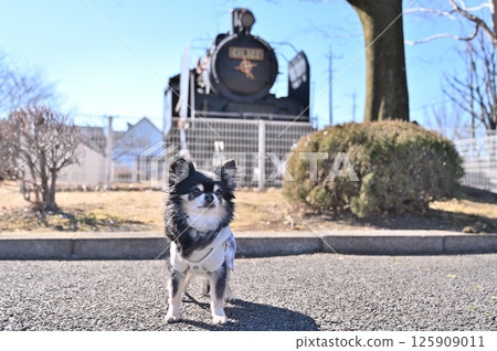 Chihuahua and steam locomotive (Seseragi Park, Konosu City, Saitama Prefecture) 125909011