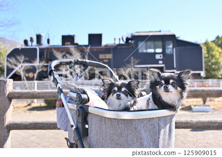吉娃娃與蒸氣機車（埼玉縣鴻巢市Seseragi公園） 125909015