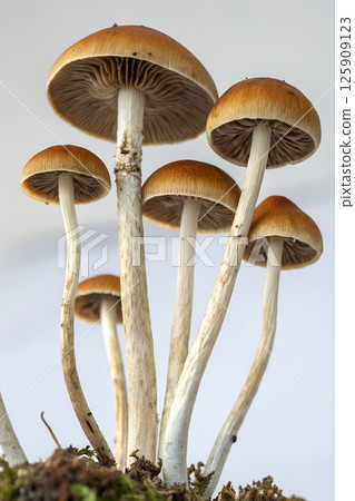 Cluster of psilocybe mushrooms with distinctive caps, hallucinogenic species in damp forest environment 125909123