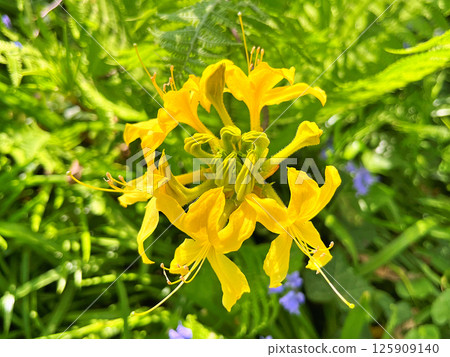 Azalea(Rhododendron) flowers 125909140