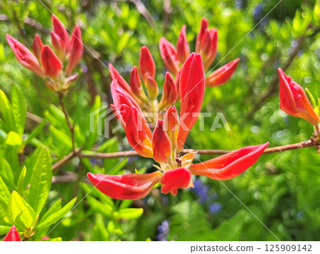 Azalea(Rhododendron) flowers 125909142