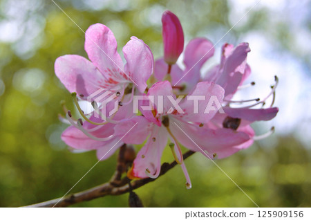 Azalea (Rhododendron) flowers 125909156
