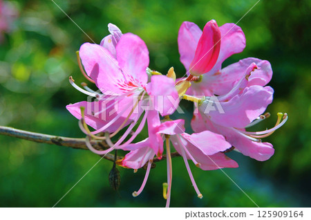 Azalea (Rhododendron) flowers Azalea (Rhododendron) flowers 125909164