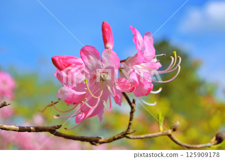 Azalea (Rhododendron) flowers Azalea (Rhododendron) flowers 125909178
