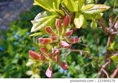 Azalea (Rhododendron) flowers 125909179