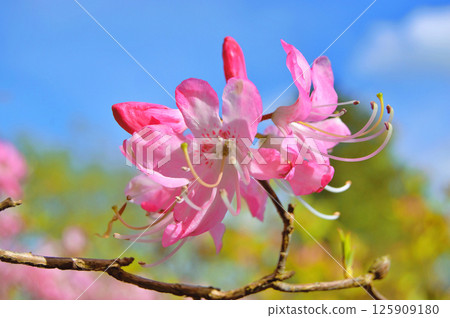 Azalea (Rhododendron) flowers Azalea (Rhododendron) flowers 125909180
