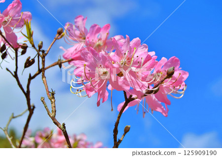 Azalea (Rhododendron) flowers 125909190