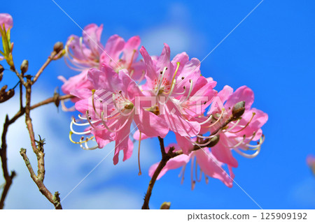 Azalea (rhododendron) flowers Azalea (rhododendron) flowers 125909192