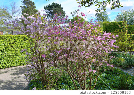 Azalea (Rhododendron) flowers 125909193