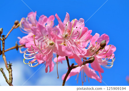 Azalea (Rhododendron) flowers Azalea (Rhododendron) flowers 125909194