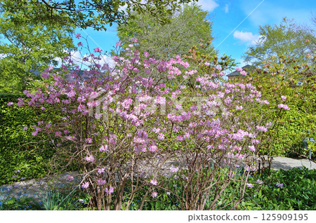 Azalea (Rhododendron) flowers Azalea (Rhododendron) flowers 125909195
