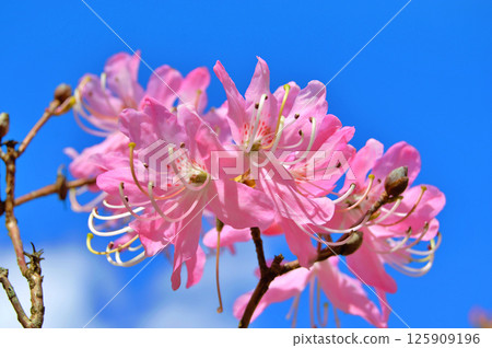 Azalea (Rhododendron) flowers Azalea (Rhododendron) flowers 125909196
