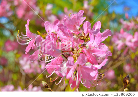 Azalea (Rhododendron) flowers 125909200