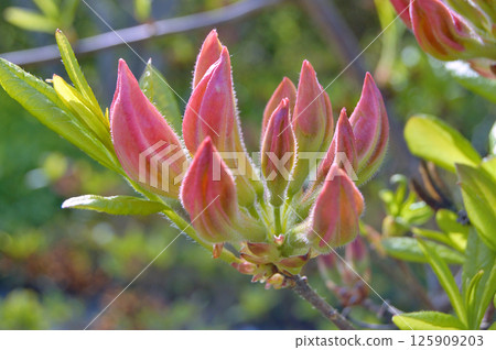 Azalea (Rhododendron) flowers 125909203