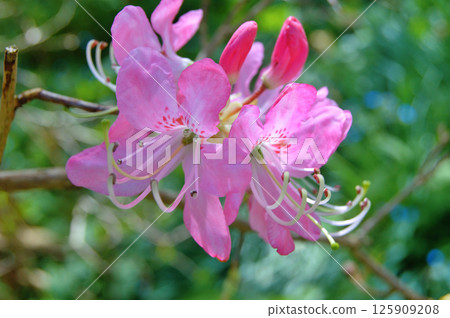 Azalea (Rhododendron) flowers 125909208