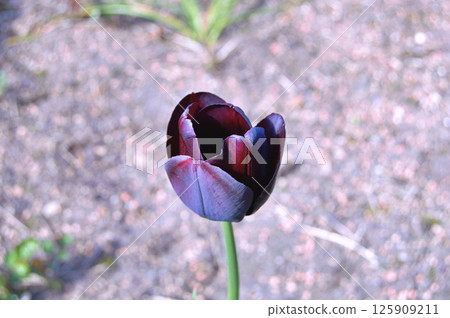 Tulip in the garden during summer 125909211