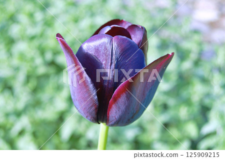 Tulip in the garden during summer Tulip in the garden during summer 125909215