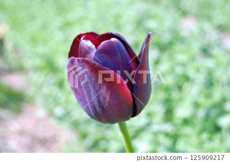 Tulip in the garden during summer Tulip in the garden during summer 125909217