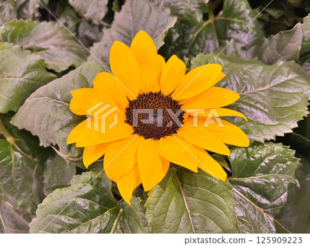 Sunflower in field. Nature background 125909223