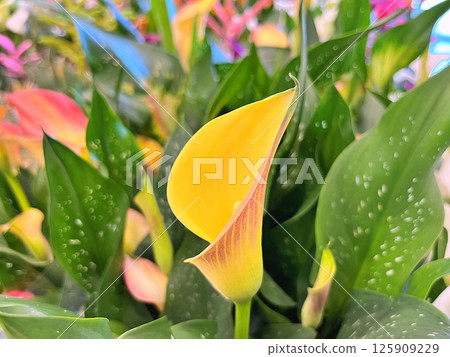Flowers in the garden. Flowers background Flowers in the garden. Flowers background 125909229