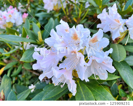 Big azalea or rhododendron in city park, Herning - Denmark Big azalea or rhododendron in city park, Herning - Denmark 125909231