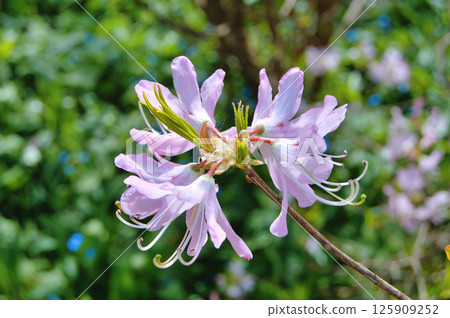 Azalea (Rhododendron) flowers 125909252