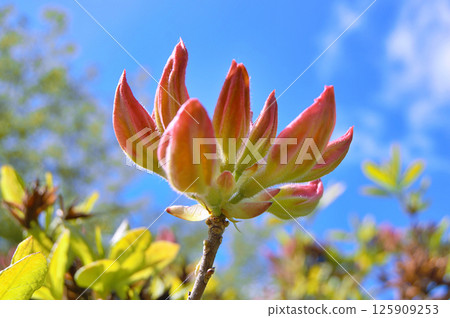 Azalea (Rhododendron) flowers 125909253