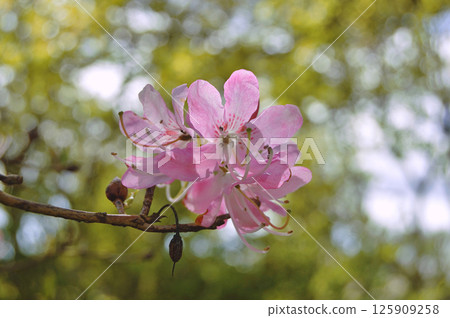 Azalea (Rhododendron) flowers Azalea (Rhododendron) flowers 125909258