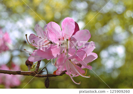 Azalea (Rhododendron) flowers Azalea (Rhododendron) flowers 125909260