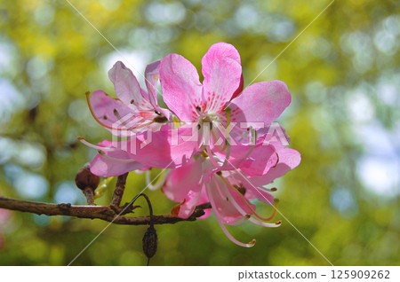 Azalea (Rhododendron) flowers 125909262